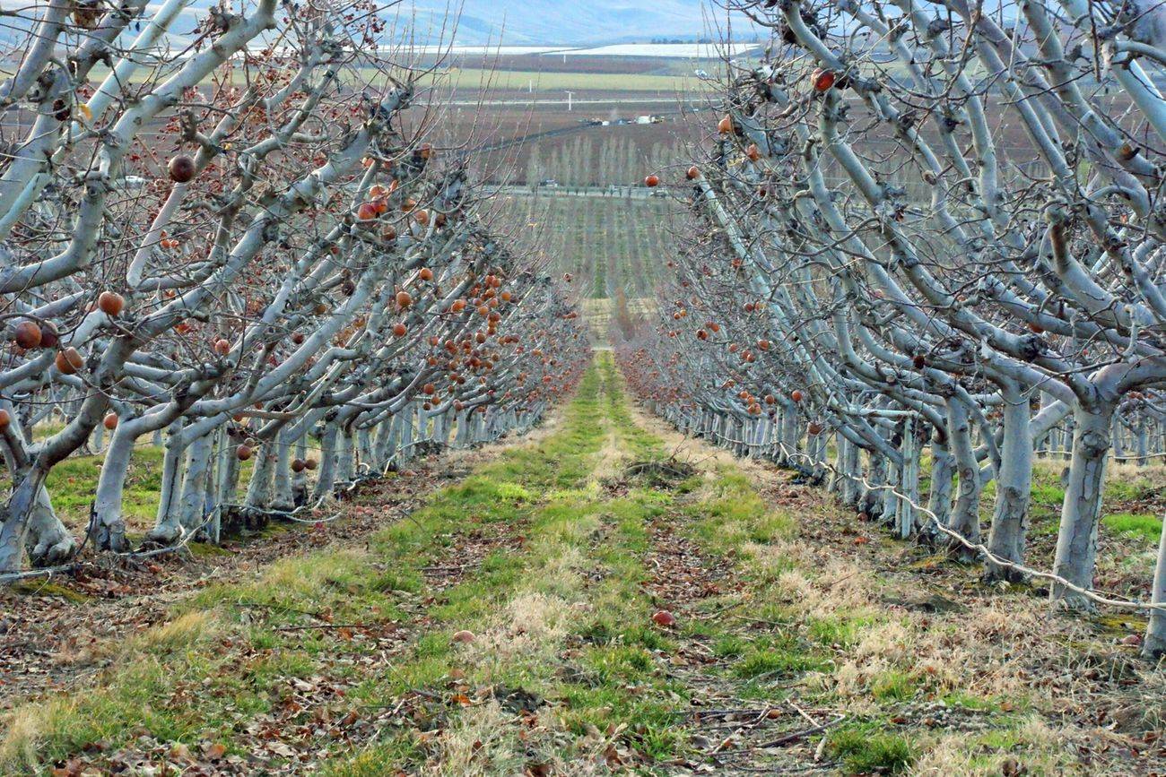 Apple harvest farm